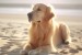 stock-photo-dog-on-the-beach-greece-golden-retriever-1062275115