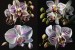 Martinko_Beautiful_purple_white_Orchid._Warm_and_natural_outdoo_357ec096-e628-4b9d-80e1-98cded62b0f1