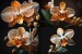 Martinko_Beautiful_orange_white_Orchid._Warm_and_natural_outdoo_b5c1b719-985d-4713-b180-bcf9474d2b9d